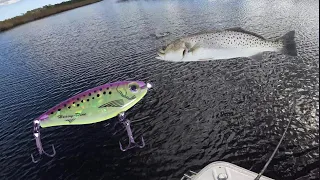 Targeting Speckled Trout around LEDGES and DEEPER water (MirroLure MR18 Heavy Dine MG)