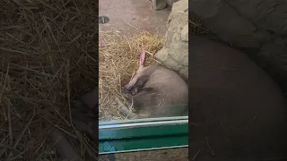 Jerry the aardvark taking a nap💤￼