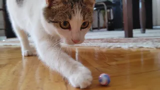 Cats Playing With Marbles