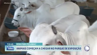 ANIMAIS PECÚARIA GOIÂNIA - BORA PRA PECUÁRIA?