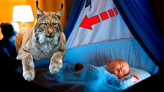 The lynx came to the child every night. Having learned the reason, the parents were horrified!