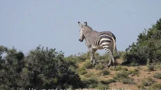 There is more to the Karoo National Park than Sylvester the lion, creatures big and small.