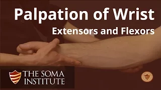 Palpation of the Extensors and Flexors of the Wrist