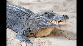 Amazing Facts About Alligators and Crocodiles | Things You Wanna Know