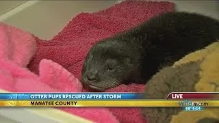 Officials rescue baby otter after mother dies