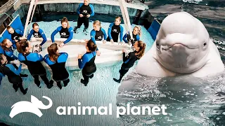 Una ballena beluga será pesada y examinada por los veterinarios | El Acuario | Animal Planet