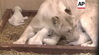 Three white lion cubs born in private zoo