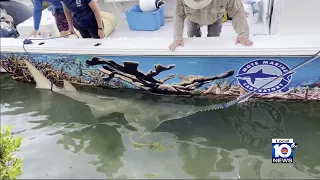 Distressed sawfish brought to marine facility for treatment