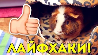 ЛАЙФХАКИ для Владельцев Морских Свинок / SvinkiShow