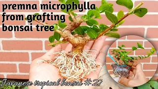 make premna microphylla bonsai from grafting #27 @Javanesetropicalbonsai