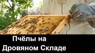 №59 Пчёлы на Дровяном Складе.Обмен Опытом.Пчеловодство. Пасека.