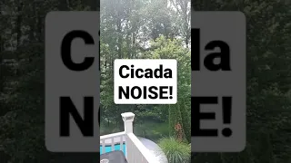 Backyard Cicada Noise 🔴 Maryland 2021 Cicadas Sound #shorts What Does a Cicada Sound Like? #cicada