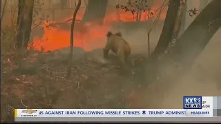 Australian Wildfires