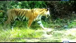 Born to be Wild: A Sumatran tiger cub, caught on camera