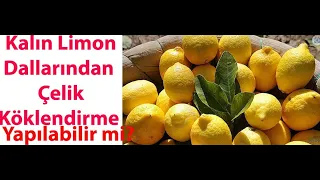 KALIN LİMON DALI ÇELİKLERİNDEN KÖKLENDİRME YAPILABİLİR Mİ?