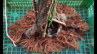 Transplante de ulmus minor sabamiki 16/02/2019