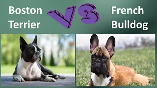 Boston Terrier VS French Bulldog - Breed Comparison - French Bulldog and Boston Terrier Differences