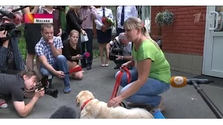 Столичные сыщики нашли украденную у слепой певицы собаку-поводыря - 06.08.2015