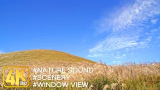 Natural scenery▶pampas grass scenery on the hill 🖼️🕊️ Sound of nature, relaxation, Window view