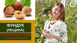 ФУНДУК (лещина) - вся информация   про посадку, уход и размножение