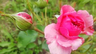 роза Розариум Ютерсен в моём саду 🤗❤️🌹🌹🌹