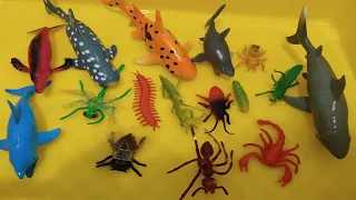 認識昆蟲世界和海洋生物英文 || Learn insect and sea animals