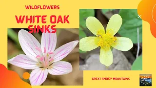 White Oak Sinks - Rainbow Cave Falls - Spring Wildflowers - Great Smoky Mountains