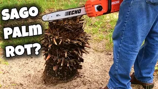 Sago Palm Care (Cycas Revoluta) 🌴 Pruning Rotting Removal