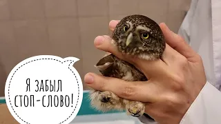 The sparrow pygmy owl Pun'k at the doctor Maria Markina. The little owl was all wiped out!