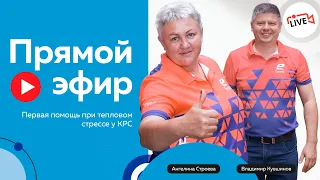 Первая помощь при тепловом стрессе у КРС