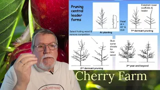 The How To Process of Training & Pruning Fruit Trees!!