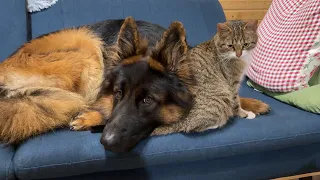 Tiny Pregnant Cat Finds Her Guardians In Three Giant Dogs