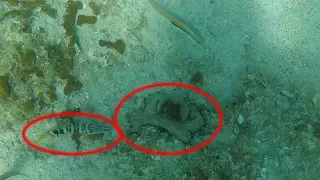 Easy way to find octopus