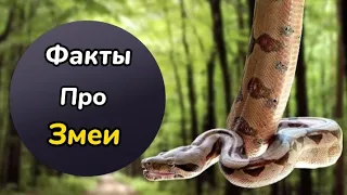 10 любопытных фактов о змеях