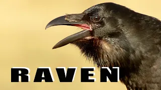 Bird sounds - Common Ravens talking