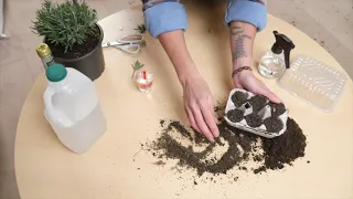 How to do Lavender Cuttings: Top Tips!! - Lavender World