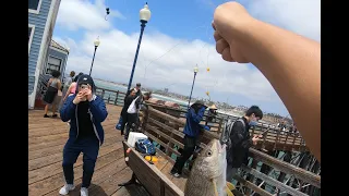 OCEANSIDE PIER FISHING. NONSTOP ACTION & MULTISPECIES #pierfishing