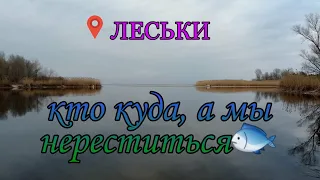 Кто куда, а мы нереститься. 📍ЛЕСЬКИ