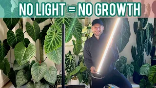Let's talk about LIGHT - how to optimise your plant growth