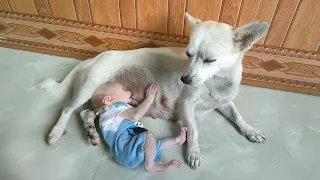 Baby monkey Su wants to drink mother dog's milk