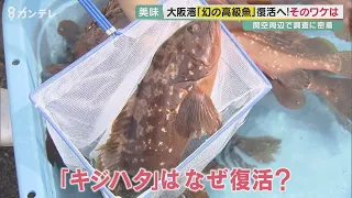 【特集】大阪湾で「高級魚」が復活したワケ　関西空港周辺での調査で見えた変化とは　大阪の「ブランド魚」誕生か【報道ランナー】