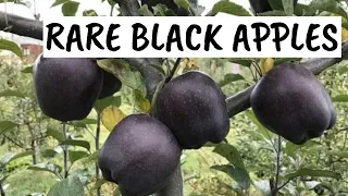 12 Most Rare Fruits in the World