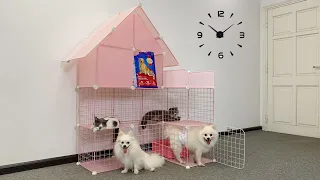 MR PET #113: DIY - How To Make House For Pomeranian Poodle Puppies & Kittens