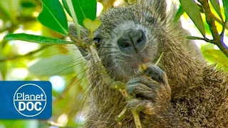 Cuba: Natural Paradise | Mangrove