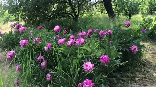 Встречают с цветами в селе