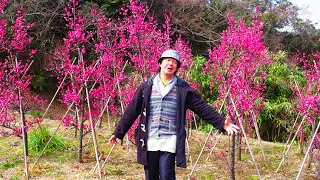 ザ・ピーナッツの1966年の大ヒット曲『ローマの雨』を歌う！作詞・橋本淳　作曲・すぎやまこういち