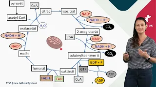 Krebsův cyklus a dýchací řetězec (krátké video)