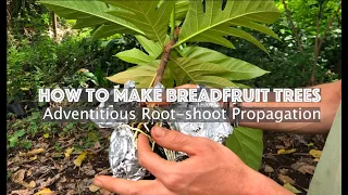 How to Make Breadfruit Trees– Adventitious Root Shoot Propagation