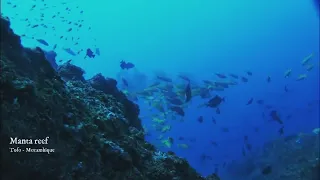 Underwater... at Manta reef (Tofo | Mozambique)