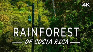 Rainforest of Costa Rica: Relaxing Gondola ride with Ambient Music (4K UHD Film)